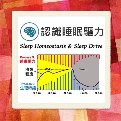 祖先干擾睡眠|失眠與睡眠 – 我們為什麼會想睡覺？ 